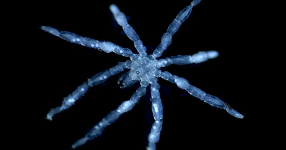 Cientistas descobrem duas novas espécies de aranha-do-mar no Pacífico