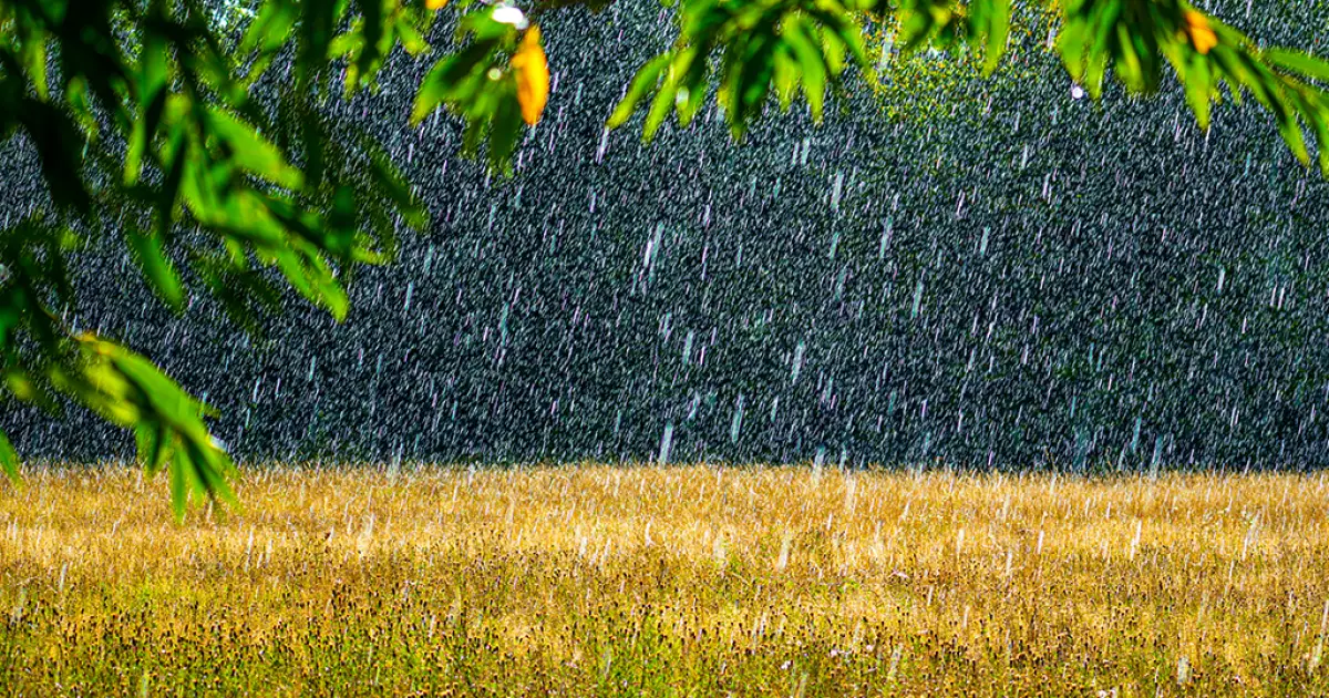 Como as mudanças climáticas estão transformando o cheiro de chuva