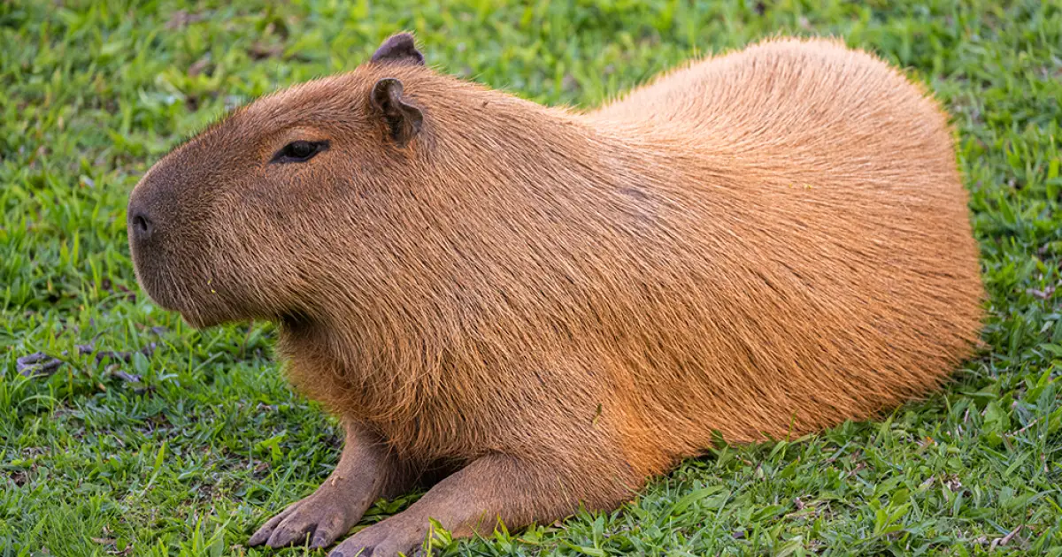 Como um dente de capivara reforça que o Atacama nem sempre foi um deserto