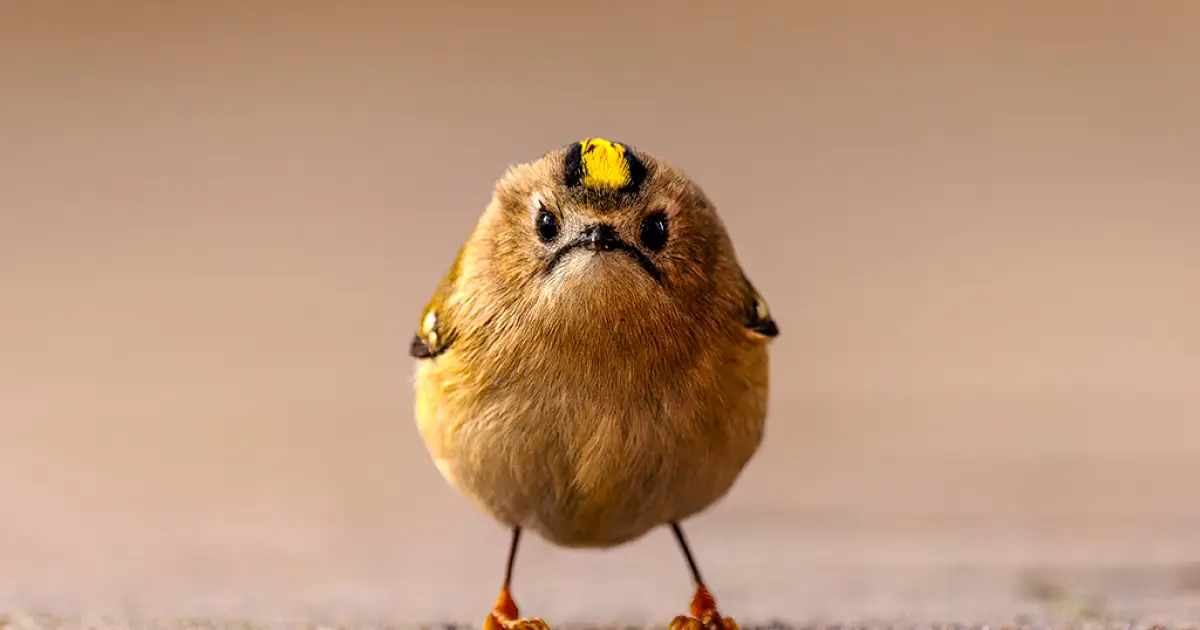 Confira os finalistas à imagem mais engraçada do reino animal de 2026