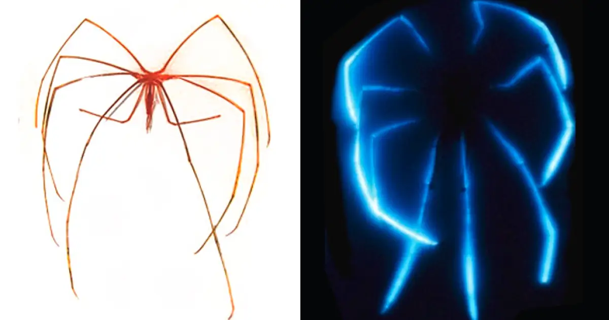 Essa aranha marinha gigante ilumina as profundezas do oceano australiano