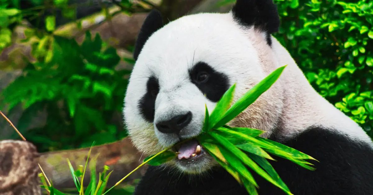 Os pandas podem voltar a ser carnívoros?