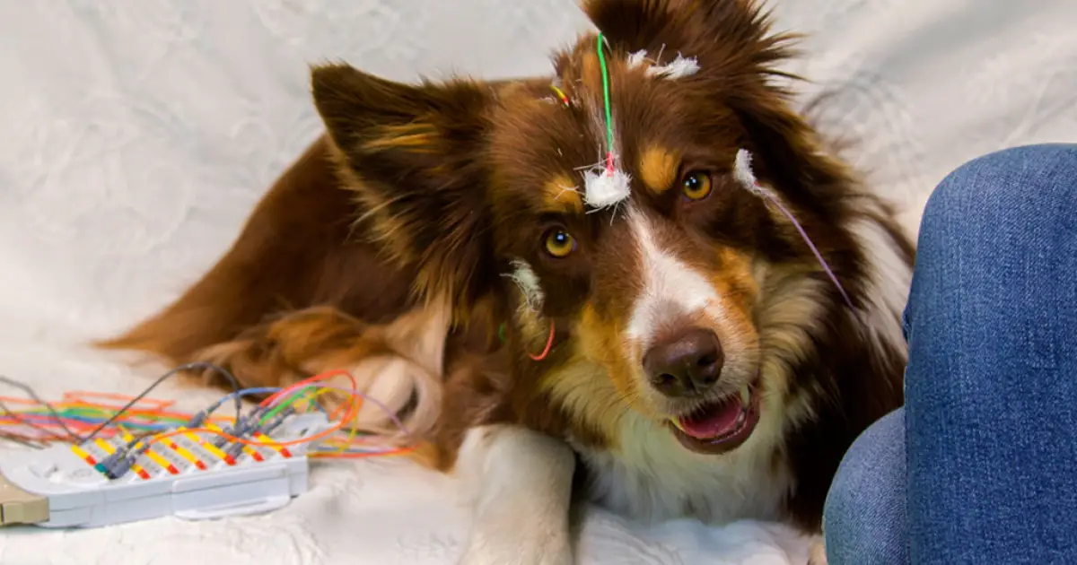“Pas-se-ar”: Cães reconhecem padrões de consoantes na fala de humanos, mostra estudo