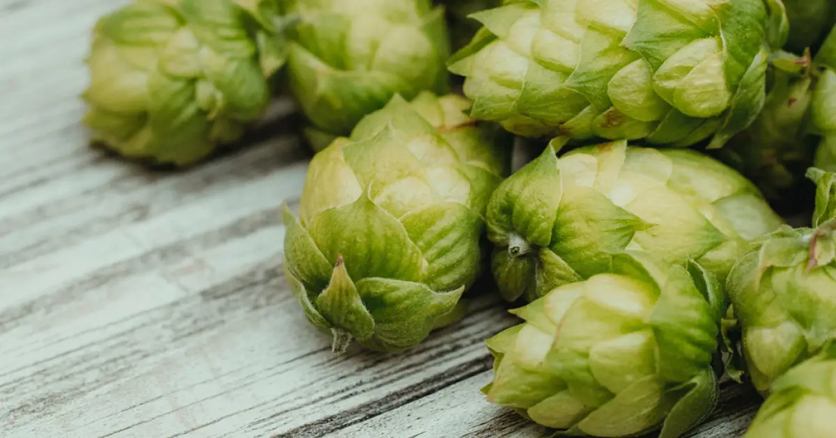 Podemos usar outras ervas amargas na produção de cerveja em vez de lúpulo?