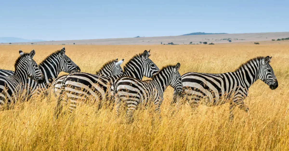 Por que as zebras nunca foram domesticadas, como os cavalos e jumentos?