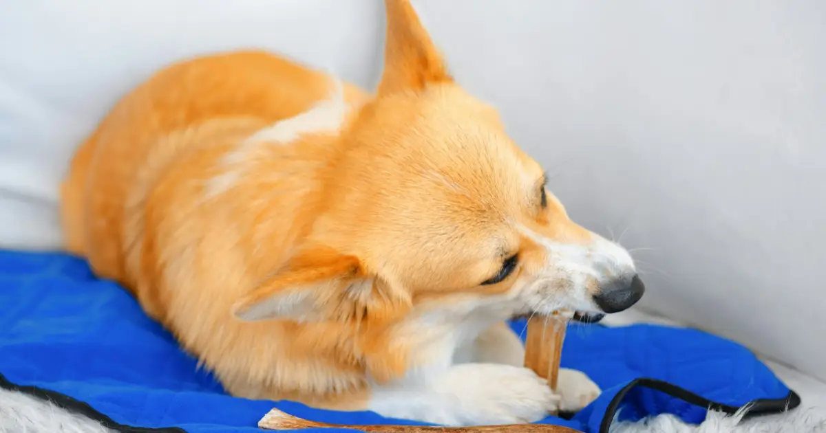 Por que os cachorros precisam morder coisas? A ciência por trás do “simples” ato de roer