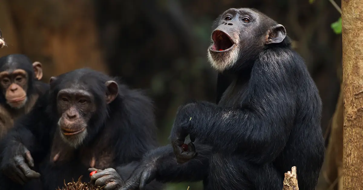 Por que os macacos nunca poderão falar como os humanos: uma questão de narizes