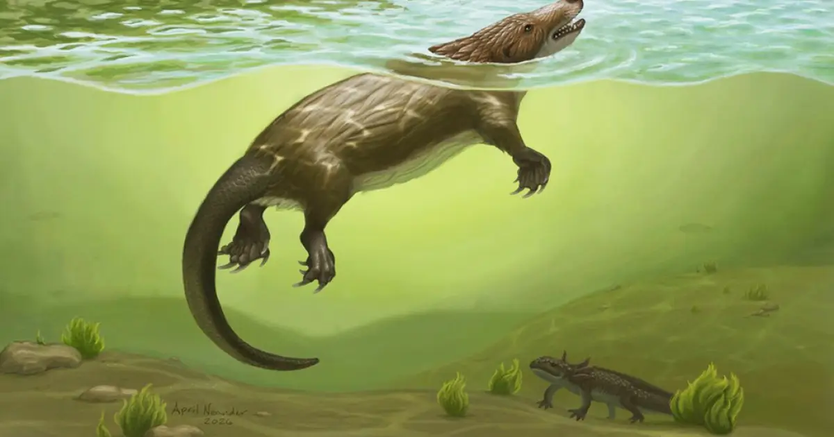 Quando os animais começaram a mamar? Espécie jurássica pode ajudar a responder