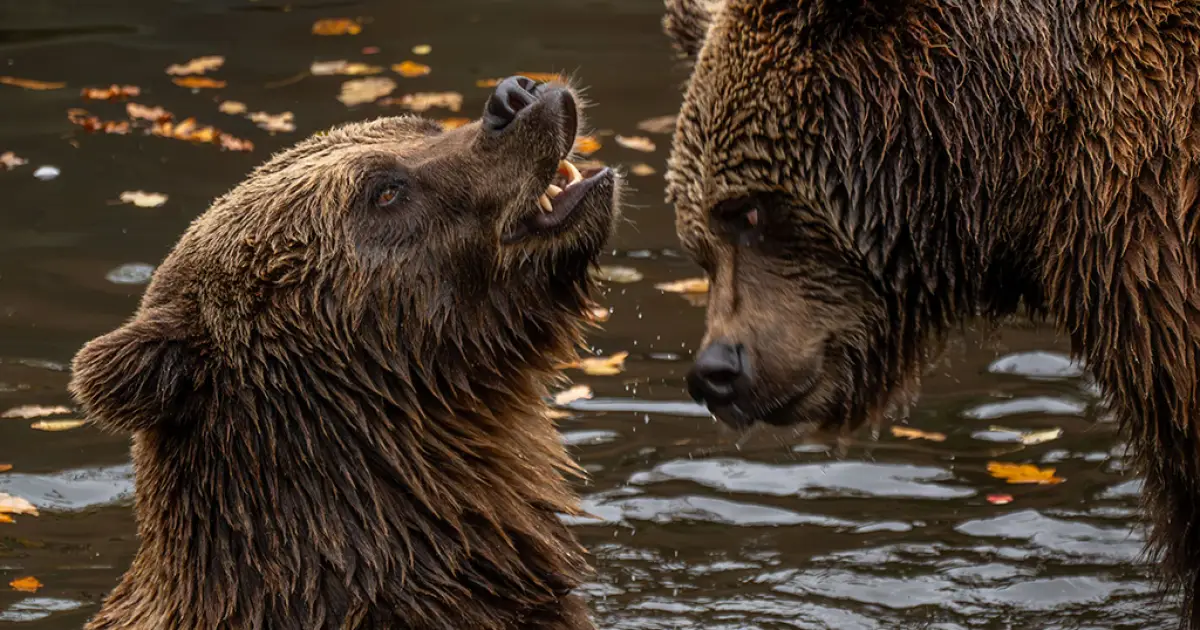 Quantas espécies de urso existem? Conheça os 8 tipos e seus habitats