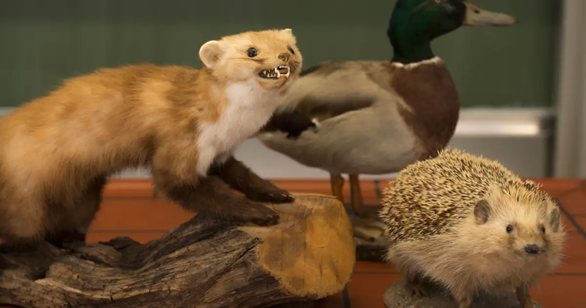 Quem inventou a taxidermia?