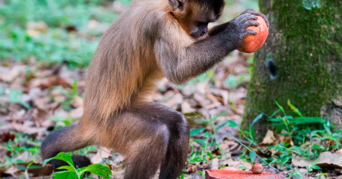 Sala de jantar preferida de macacos-prego inclui locais “sujos” e pedras usadas
