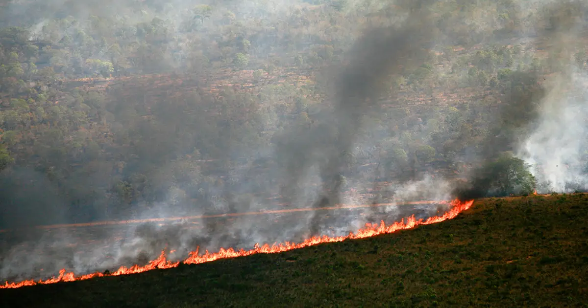 Seca e calor extremos do último El Niño antecipam ‘novo normal’ nas florestas tropicais